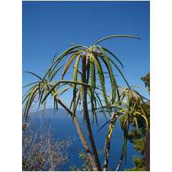 097_iles_de_saintes.JPG