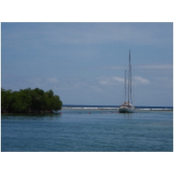 182_cas_cay_.JPG