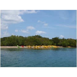 183_cas_cay.JPG